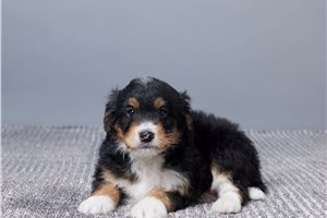 Becks - puppy for sale