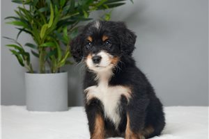 Harriet - puppy for sale