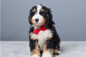 Nigel - Bernedoodle, Mini for sale
