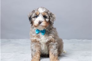 Douglas - Bernedoodle, Mini for sale