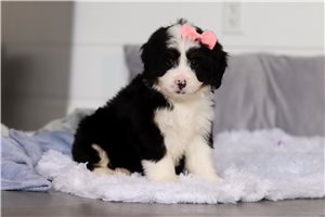 Gidget - puppy for sale