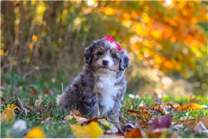 Cheyenne - puppy for sale