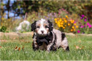Bastian - puppy for sale
