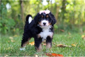Wendy - puppy for sale