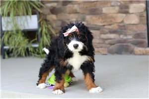 Kyra - Bernedoodle, Mini for sale
