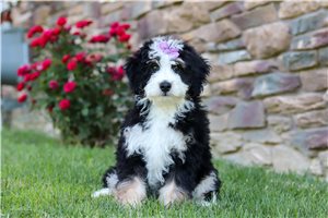 Luciana - Bernedoodle, Mini for sale