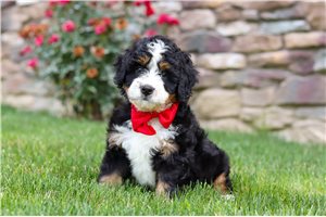 Andy - Bernedoodle, Mini for sale