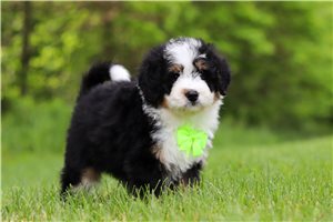 Lopez - puppy for sale