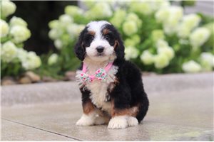 Macy - Bernedoodle, Mini for sale