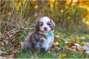 Caspian - puppy for sale