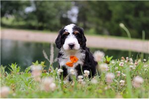Thaddeus - Bernedoodle, Mini for sale