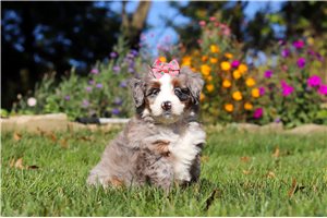 Bunny - puppy for sale
