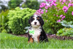 Tomas - Bernedoodle, Mini for sale
