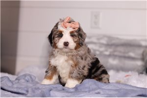 Gladiolus - puppy for sale