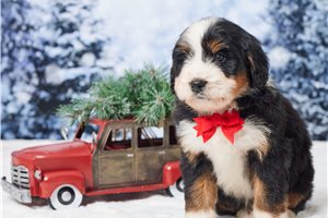 Nick - Bernedoodle, Mini for sale