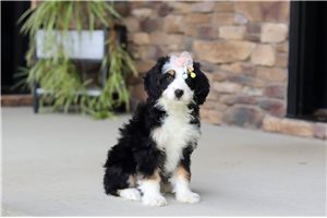Lark - Bernedoodle, Mini for sale