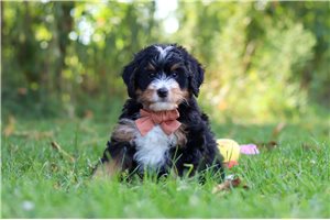 Walker - puppy for sale