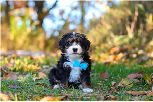 Cyrus - puppy for sale