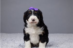 Francesca - puppy for sale