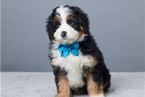 Mateo - Bernedoodle, Mini for sale