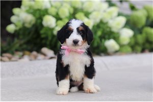 Mocha - puppy for sale