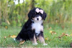 Willow - Bernedoodle, Mini for sale