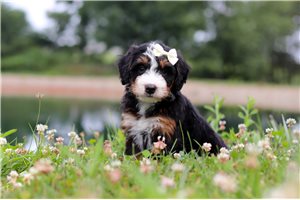 Tamara - puppy for sale