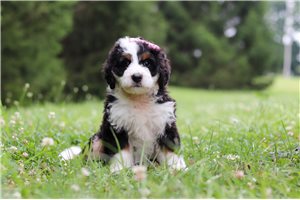 Karla - Bernedoodle, Mini for sale