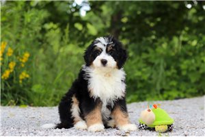 Lopez - Bernedoodle, Mini for sale