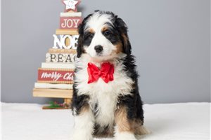 Eric - puppy for sale