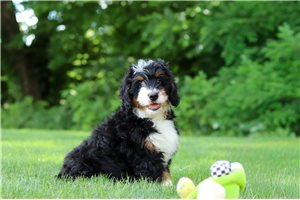 Kylan - Bernedoodle, Mini for sale