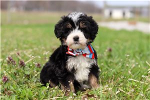 Hunter - Bernedoodle, Mini for sale