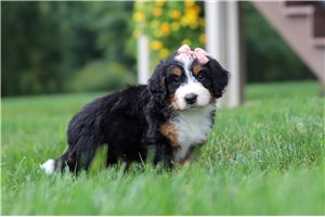 Zinnia - puppy for sale