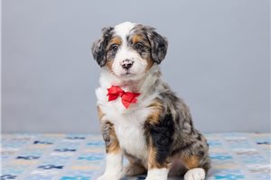 Felix - Bernedoodle, Mini for sale