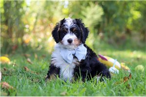 Weston - puppy for sale