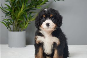 Halo - puppy for sale