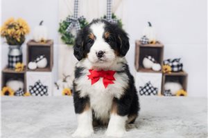Raye - Bernedoodle, Mini for sale