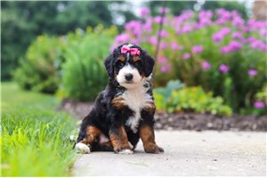 Silvy - Bernedoodle, Mini for sale