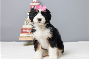 Caroline - Bernedoodle, Mini for sale