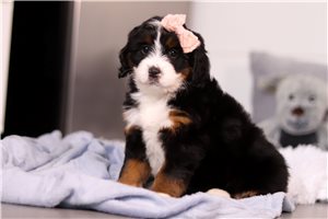 Gina - puppy for sale