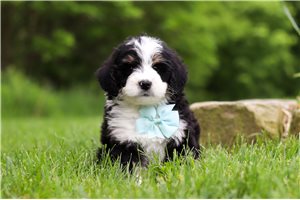 Lucas - Bernedoodle, Mini for sale