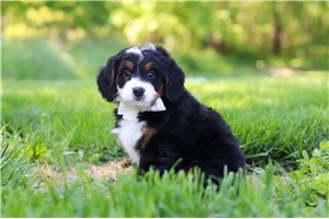 Kyra - Bernedoodle, Mini for sale