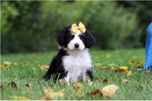Zuri - puppy for sale