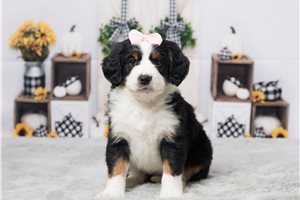 Rashira - puppy for sale