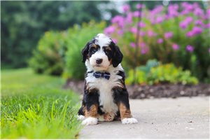 Shadow - puppy for sale