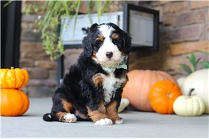 Apollo - puppy for sale