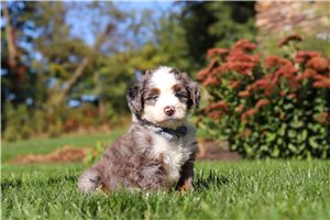 Buster - puppy for sale
