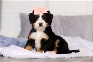 Georgiana - puppy for sale