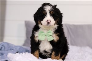 Gabriel - Mini Bernedoodle for sale