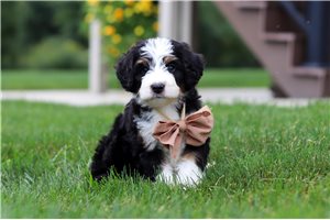 Zachary - puppy for sale